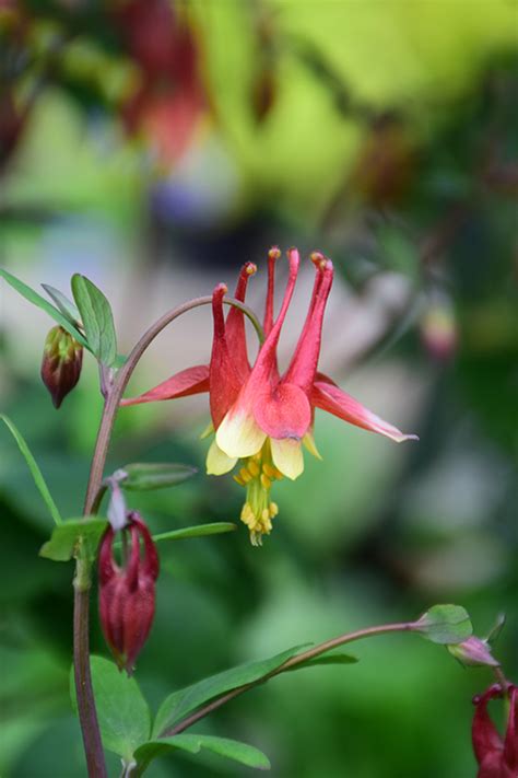 Flowers too, located in rapid city, south dakota, is at saint patrick street 1516. Wild Red Columbine (Aquilegia canadensis) in Rapid City ...
