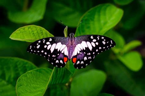 Can Butterflies See Color? Let's Find Out - School Of Bugs