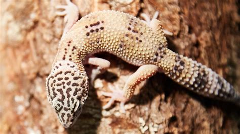 Choosing The Best Pet Lizard 3 Types Of Geckos Pet Central By Chewy