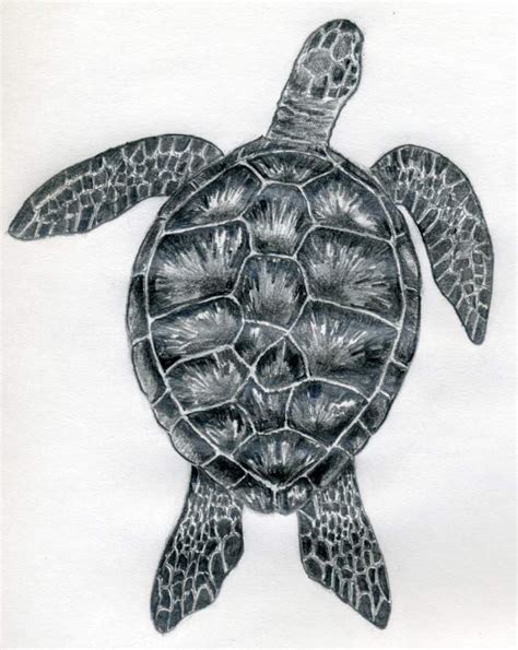 How To Draw A Turtle Turtle Drawing Turtle Sketch Turtle Art