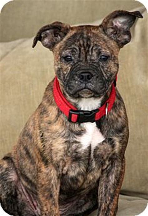 He's also a good choice for breeders like to send french bulldog puppies to their new homes when they are nine or 10 weeks old. Paris | Adopted Puppy | Pennigton, NJ | French Bulldog ...