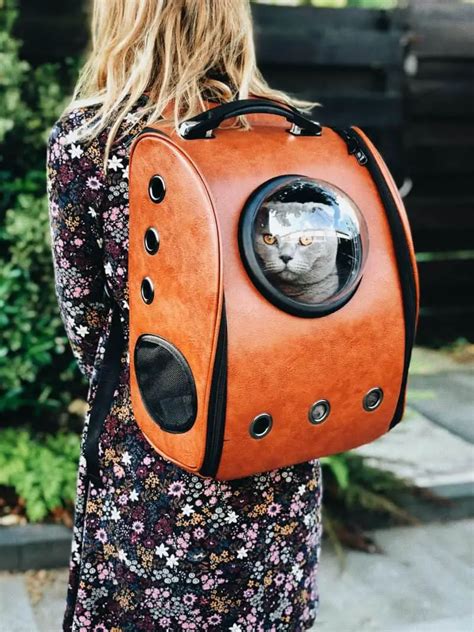 Do Cats Like Cat Backpacks Travel With Your Cat