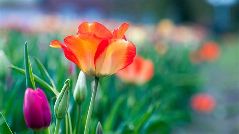 Desktop Wallpaper Garden Tulip Flowers Blur 4k Hd Image Picture