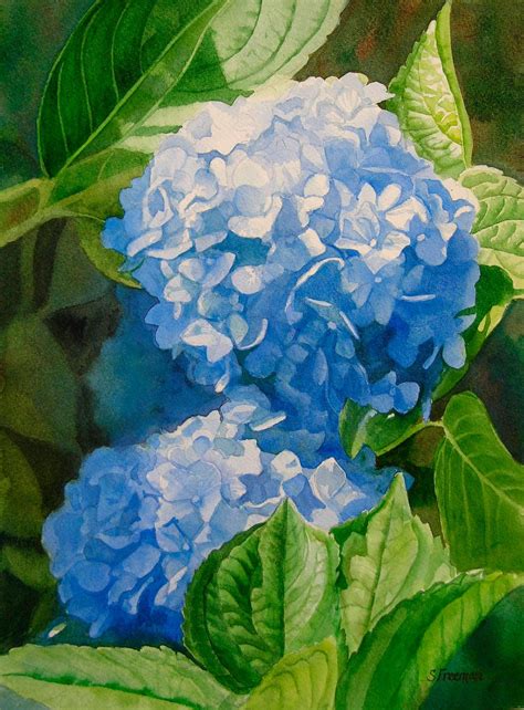 Blue Hydrangea Blossoms Fine Art Reproduction On By Ssfreeman