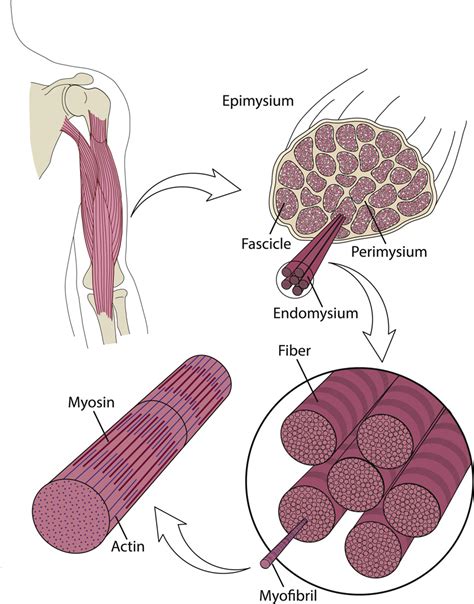 Pathophysiology of muscle contractures in cerebral palsy. - Abstract