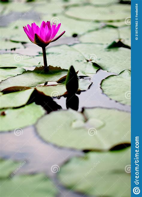 Red Water Lily Stock Photo Image Of Purity Outdoors 218747662