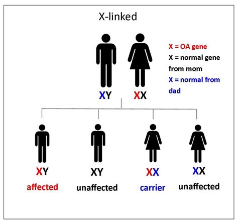 Both alleles influence the genetic trait or determine the characteristics of the genetic condition. Genetics - The Will to See