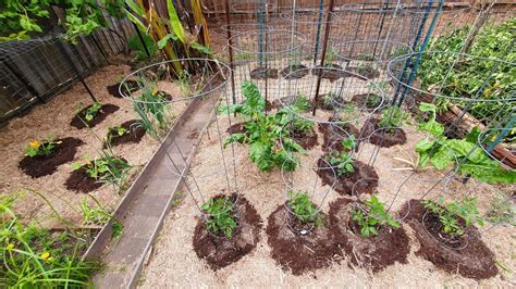 How I Plant Tomatoes Using The No Dig Method Youtube