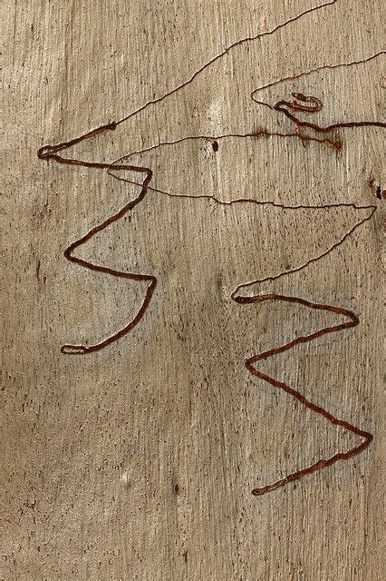 Scribbly Gum Bark Native Print Wood Texture Organic Shapes