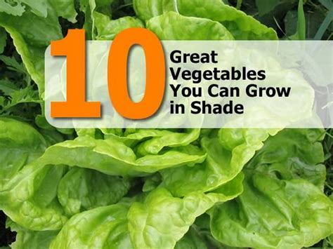 There are dozens of different carrot varieties available that come in a whole host of shapes, colors, and maturity times that it's easy to pick out the one that suits your timeline and needs. 10 Great Vegetables You Can Grow in Shade