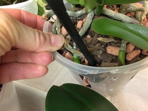 How To Revive An Orchid Quickly And Correctly