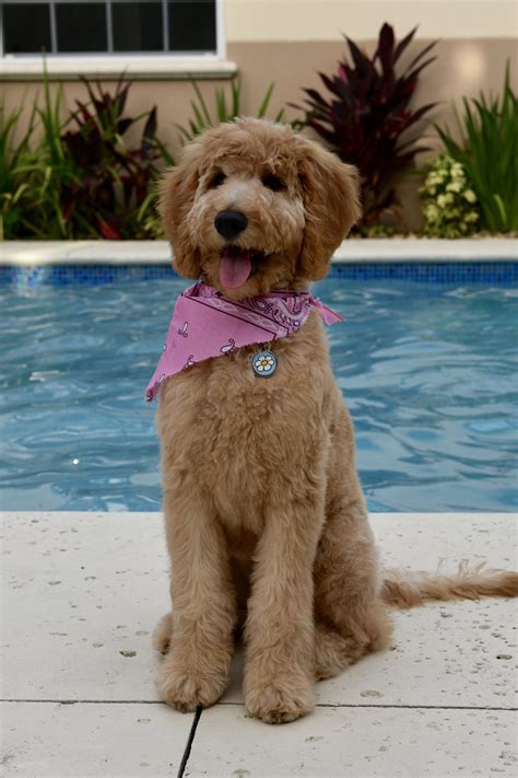 Genetic screening of the dam and sire for inherited diseases should be an integral part of any breeding program. Pictures Of Teddy Bear Golden Doodle Cut - Wavy Haircut