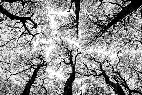 Looking Up Into The Dark Branches Of A Stand Of Trees By Stocksy