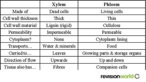 Difference Between The Phloem And The Xylem Tissues Source Boundless