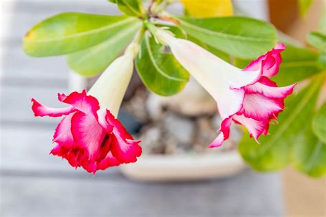 How To Grow And Care For Desert Rose