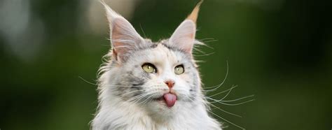 Why Do Cats Blep Everything You Need To Know Pet Side