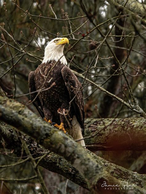 Bald Eagle Perched Photograph By Jamie Tyler Fine Art America