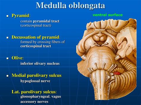 Ppt Gross Anatomy And Development Of The Brain Stem And Cerebellum