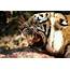 Snarling Tiger With Prey  Stock Photo Dissolve