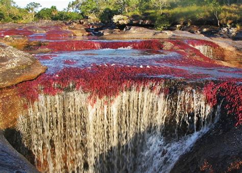 The River Of Five Colors Cano Cristales Colombia Twistedsifter