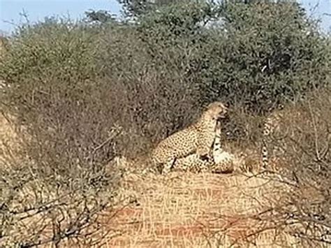 Cheetahs Spotted Having A Threesome At South Africa Wildlife Reserve