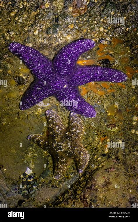 Purple Colored Ochre Sea Star Pisaster Ochraceus With A Drabber One