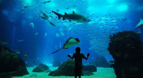 Visiter Loceanarium De Lisbonne Laquarium De La Capitale