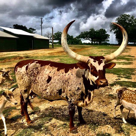 Global Wildlife Center (Folsom) - 2020 All You Need to Know BEFORE You