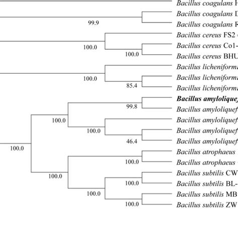 Phylogenetic Tree Reconstructed Based On The Complete Genome Sequence Download Scientific