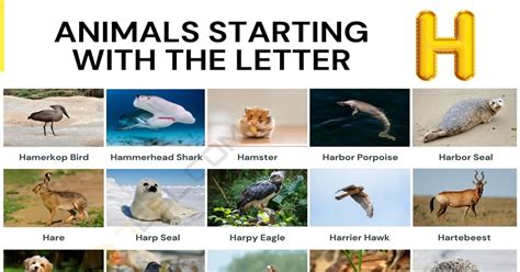 168 Animals that Start with H with Pictures | Animals Beginning with H