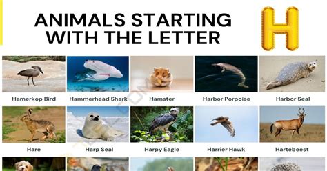 Animals That Start With H List Of 52 Animals Starting With H • 7esl