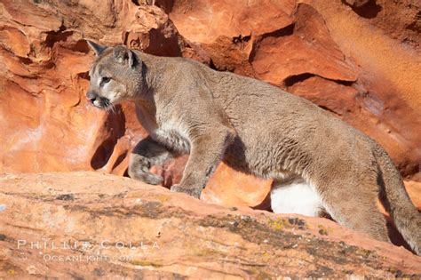 Mountain Lion Puma Concolor 12311 Natural History Photography