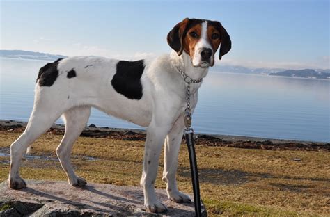 They are very active indoors and do best with acreage. Хальденстовер (хальденская гончая) Haldenstovare, Halden ...