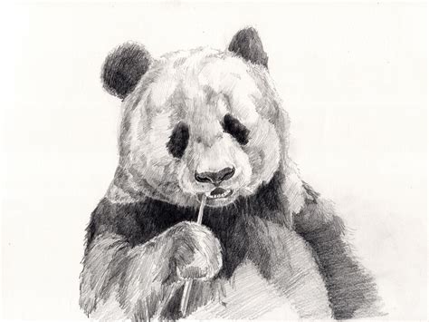 Panda Drawing Pencil · Free Photo On Pixabay