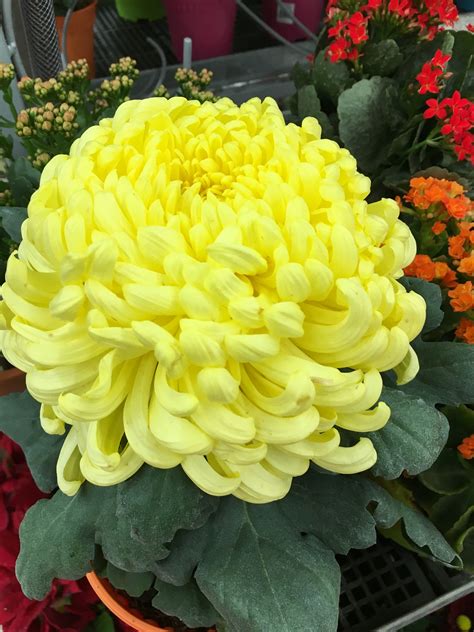 Garden mums make ideal insideout® plants, offering consumers the best of two worlds. Yellow mum is great | Flowers, Autumn destinations, Bouquet