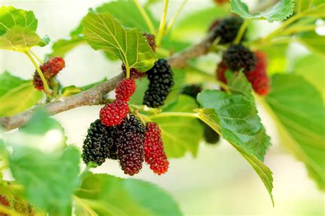 Beautiful Wild Berries You Can Pick And Eat