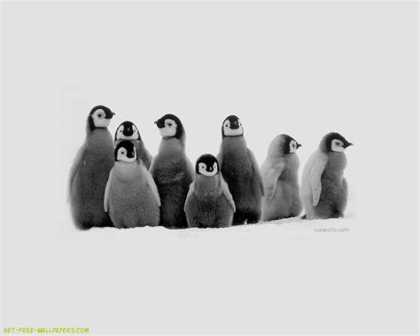 Cool Penguin Wallpapers Top Free Cool Penguin Backgrounds