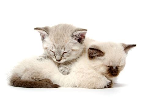Two Cute Kittens Sleeping Stock Photo Image Of Kitty 34253118
