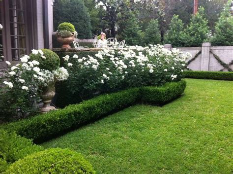 I Really Love The Border Of Hedging That Surrounds The White Roses