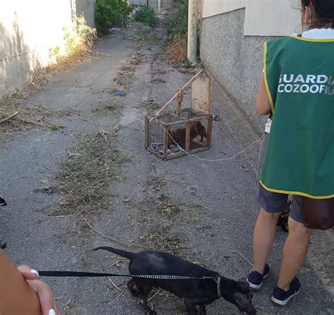 Orrore A Reggio Calabria 2 Cani E 8 Gatti Abbandonati Sul Balcone Foto