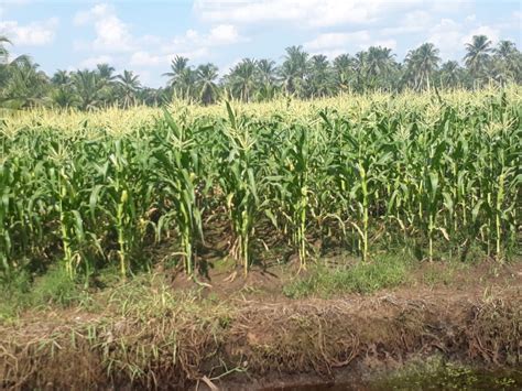Jagung manis dapat ditanam pada hampir semua jenis tanah asalkan subur, gembur dan kaya pada fase pembungaan, tanaman jagung manis membutuhka air dalam jumlah yang banyak, lebih. Antisipasi dan Waspada Spodoptera frugiperda pada Tanaman ...