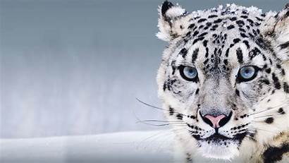 Leopard Snow China Eyes Animals 4k Wallpapers