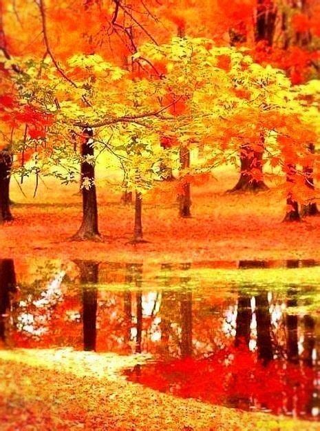 Októberben a fák és cserjék nagy része arany színben pompázik ...