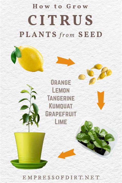 List Of 22 How To Grow Lemon Tree From Seeds