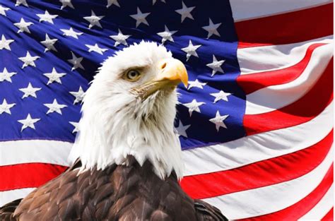 ¿por Qué El águila Calva Es El Símbolo De Estados Unidos Estacl