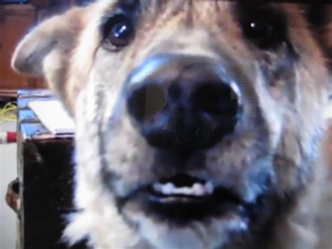 Gizmo Discarded Dog Diary Talking German Shepherd Ultimate Tease