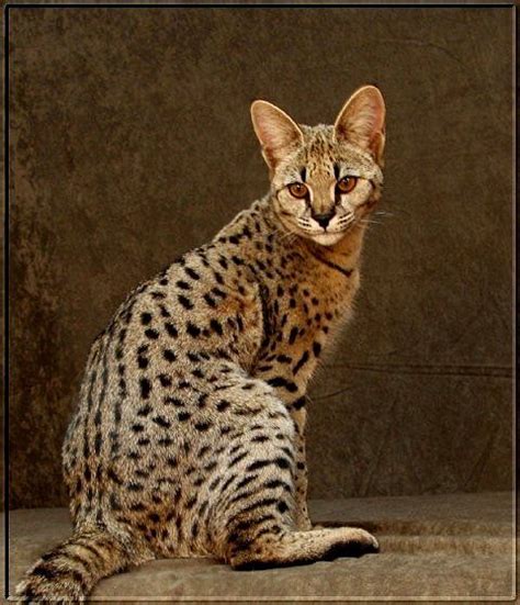 We offer quality accessories and food items for pets, especially cats and we are online bird store located in karachi pakistan, we deal in all kinds of pets and birds as well as some wild animals like lion and deer. savannah cats for sale | ... kittens in U.S. how big ...