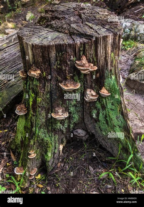 Mushrooms In A Forest Growing On A Tree Stump Amongst The Damp Moss