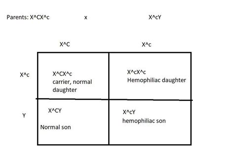 Hemophilia A Is An X Linked Recessive Mutation In Humans If A Couple Gives Birth To A Daughter