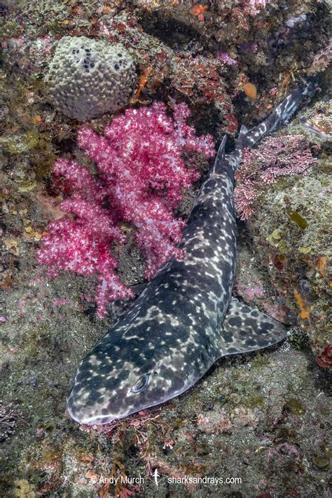 Blotchy Swellshark Sharks And Rays